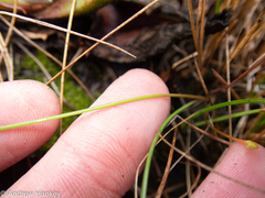 Bulbine favosa