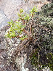 Crassula sarcocaulis