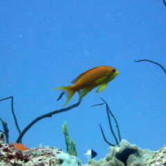 Pseudanthias squamipinnis