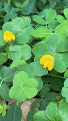 Arachis pintoi