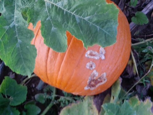 Cucurbita pepo