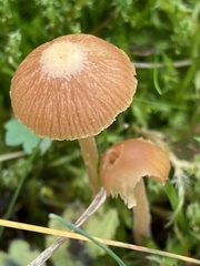 Tubaria conspersa