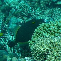 Cantherhines dumerilii