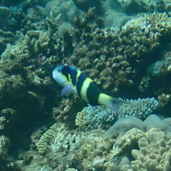 Thalassoma nigrofasciatum