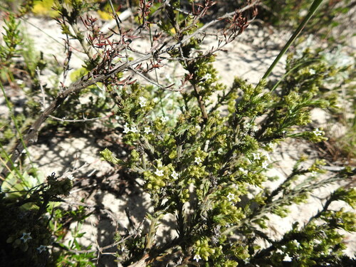 Image of Downy Rootthug (Thesium pubescens) by (c) Paul Emms, some rights reserved (CC BY-SA)