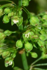 Rumex crispus
