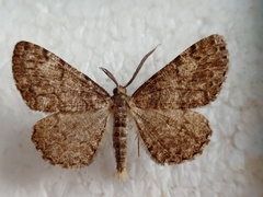 Deileptenia ribeata