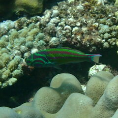 Thalassoma quinquevittatum