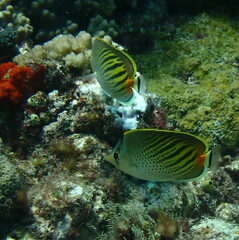 Chaetodon pelewensis