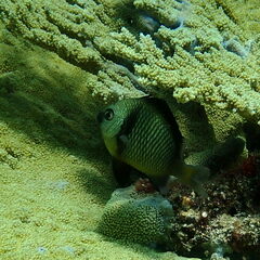 Dascyllus reticulatus