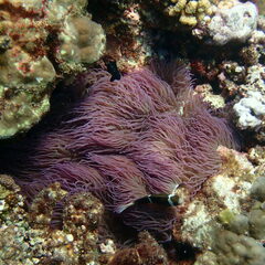 Heteractis crispa