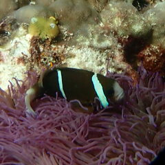 Amphiprion akindynos