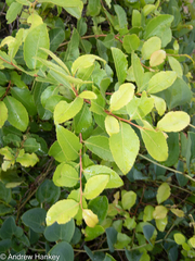 Maytenus undata