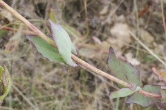 Flaveria chlorifolia