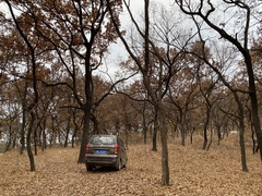 Quercus acutissima