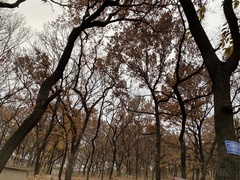 Quercus acutissima