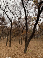 Quercus acutissima