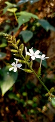 Plumbago zeylanica