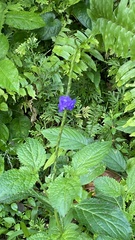 Stachytarpheta cayennensis