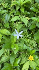Hippobroma longiflora