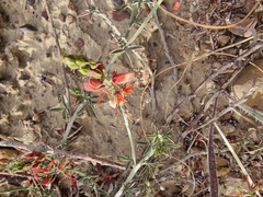 Indigofera complanata
