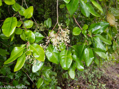 Apodytes dimidiata dimidiata