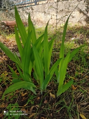 Chasmanthe floribunda