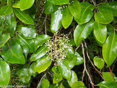 Apodytes dimidiata dimidiata