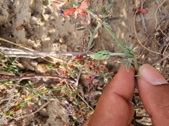 Indigofera complanata