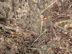 Indigofera complanata