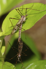 Gynoplistia subfasciata