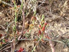 Indigofera complanata