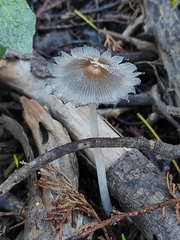 Coprinellus