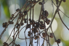 Eucalyptus baxteri