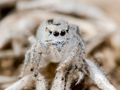 Pseudomogrus validus