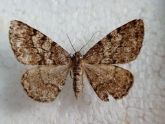 Deileptenia ribeata