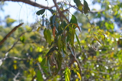 Eucalyptus baxteri
