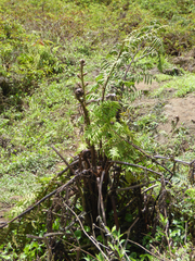 Cyathea weatherbyana