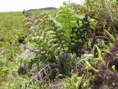 Cyathea weatherbyana