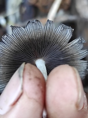 Coprinellus