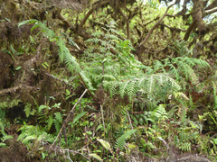 Cyathea weatherbyana
