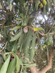Olea europaea