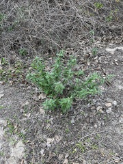 Phacelia ramosissima