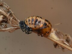 Coccinellinae
