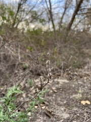 Phacelia ramosissima