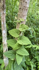 Thunbergia laurifolia