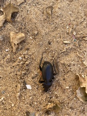 Carabus