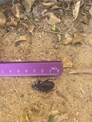Carabus