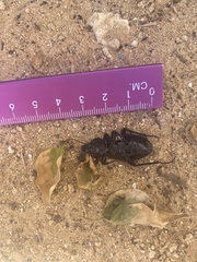 Carabus