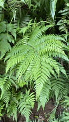 Microlepia speluncae